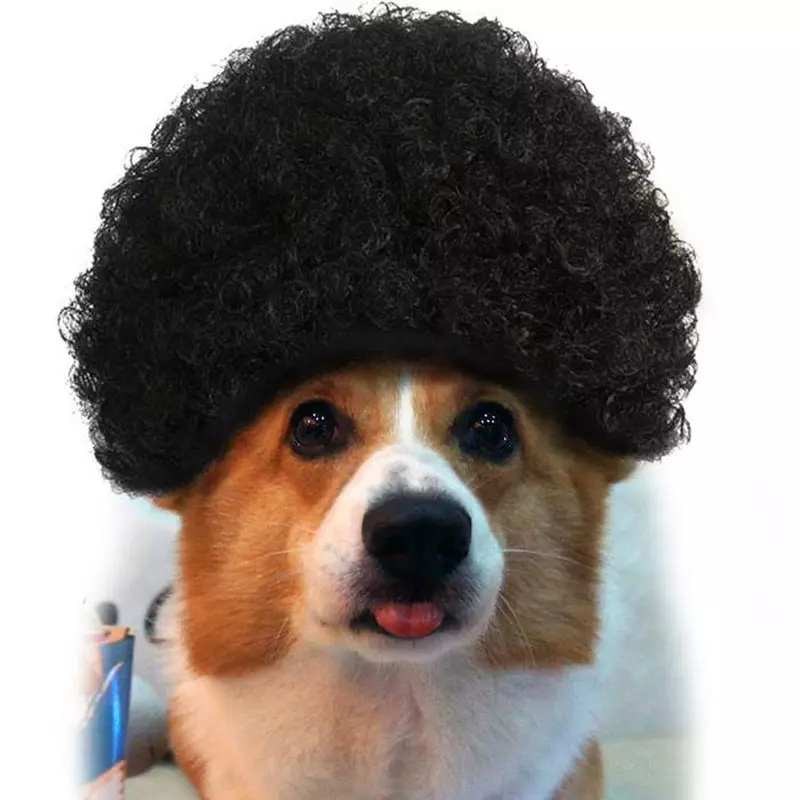 柯基犬Coffee Time