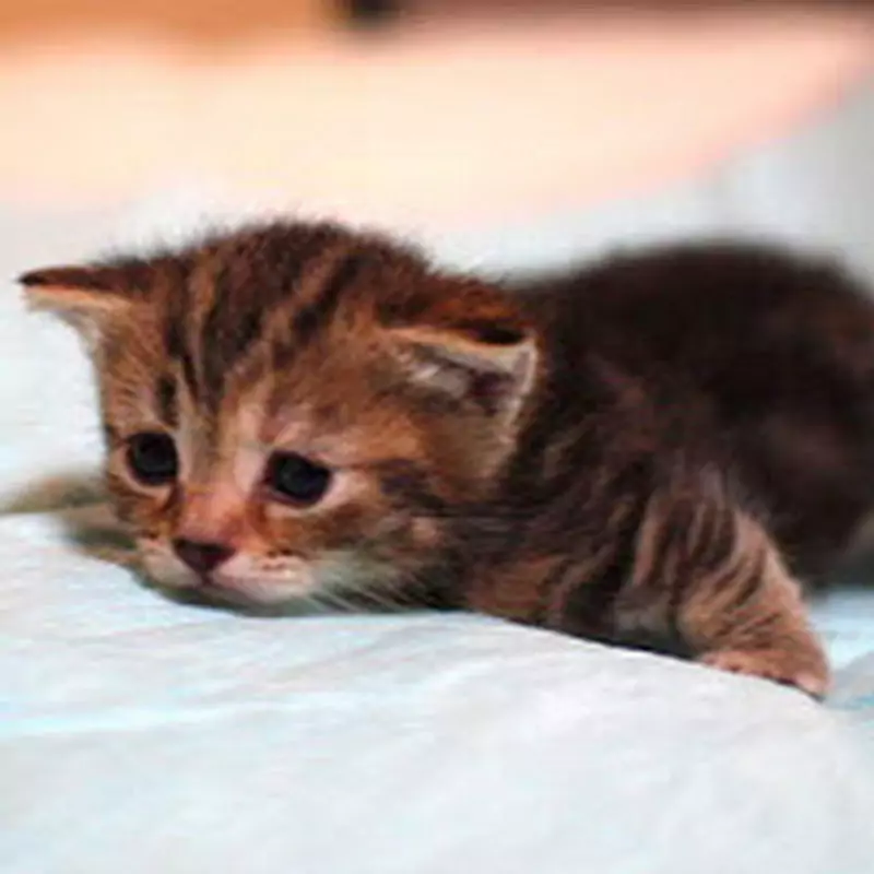 ブログちゃんねるRAY's Studio