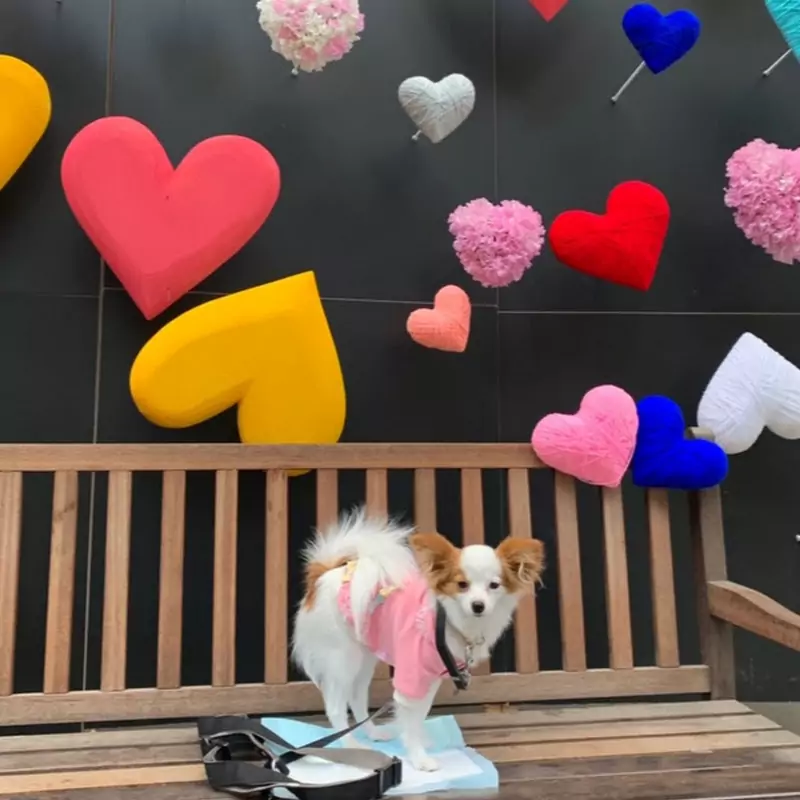 らむこつぽて*犬と猫とシンプルライフ