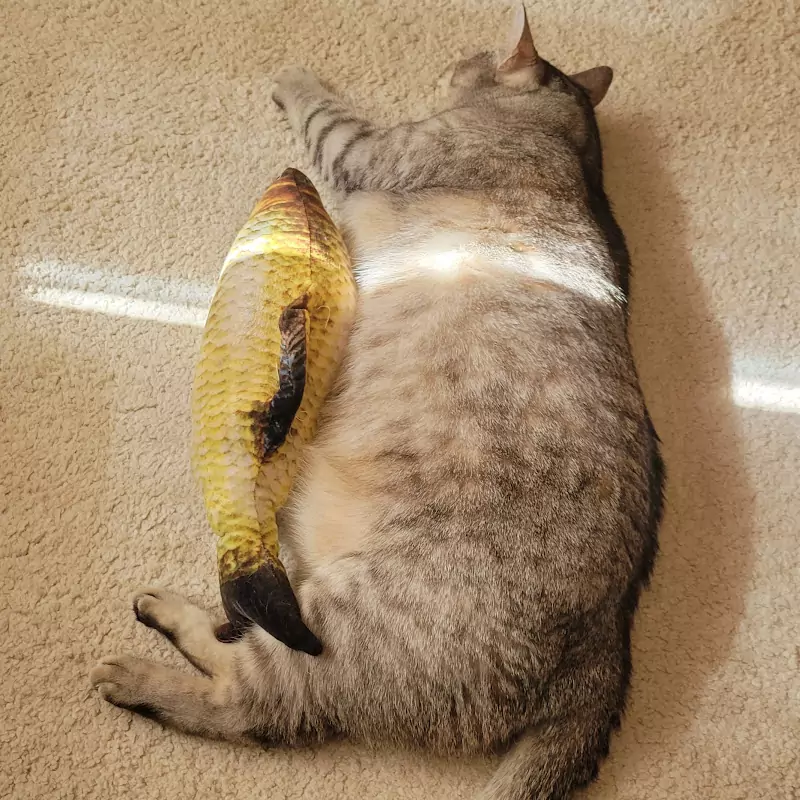 貓咪咖啡cat coffee