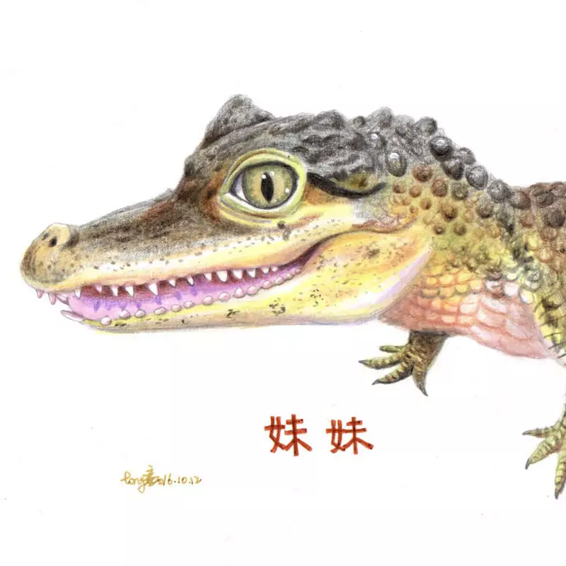 鱷鄰居&沙西米 Croco Sashimi