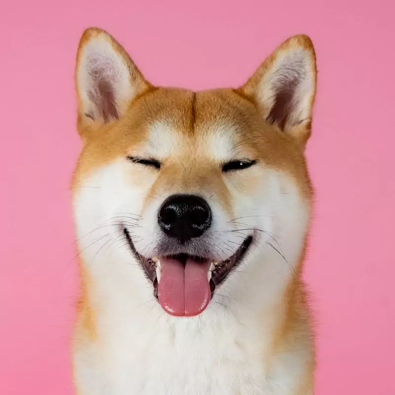 柴犬七仙女 Sailor Shiba Inu