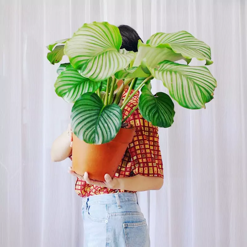 這位太太愛植物