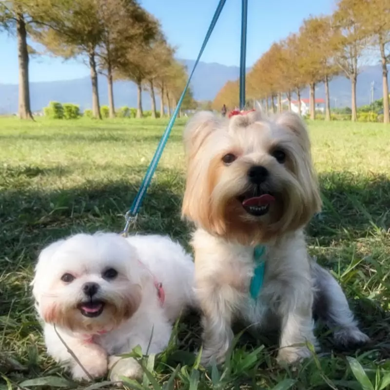 狗狗物語。瑪爾濟斯小可愛❤約克夏旺旺