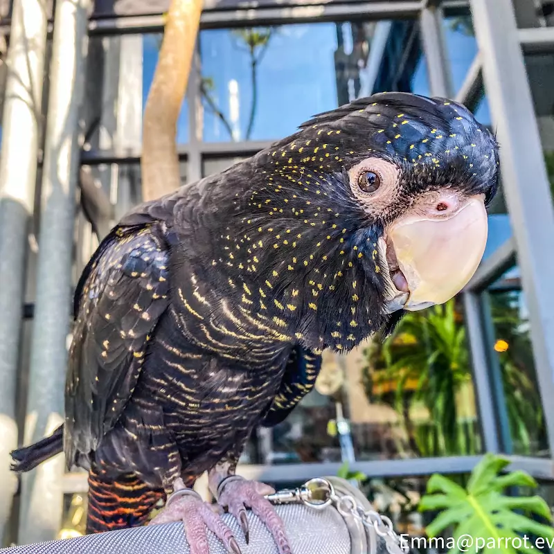 鸚鵡用品相關-雜貨舖