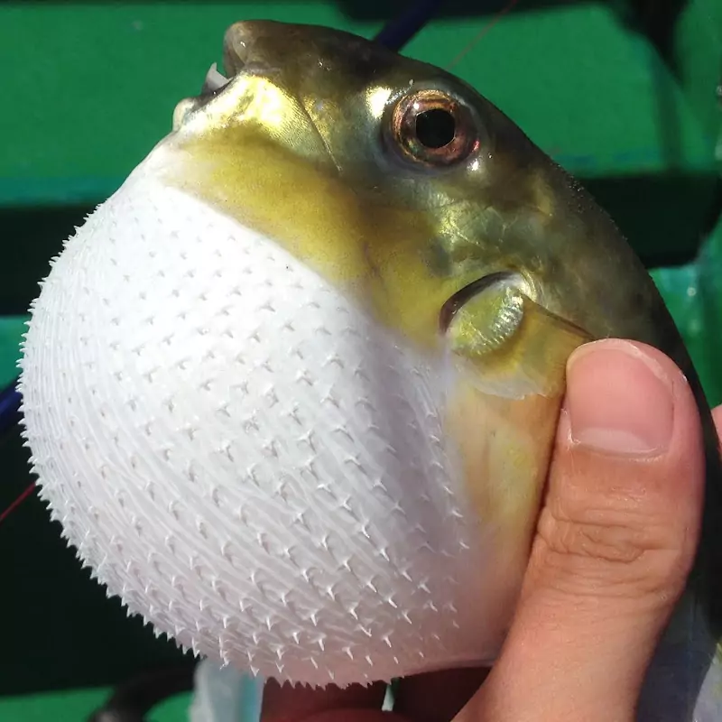 SG釣魚新手頻道