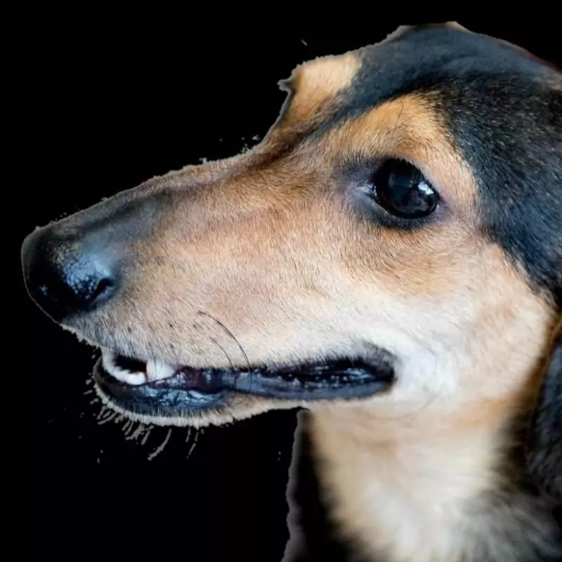 一個人一條狗ひとりいっぴき