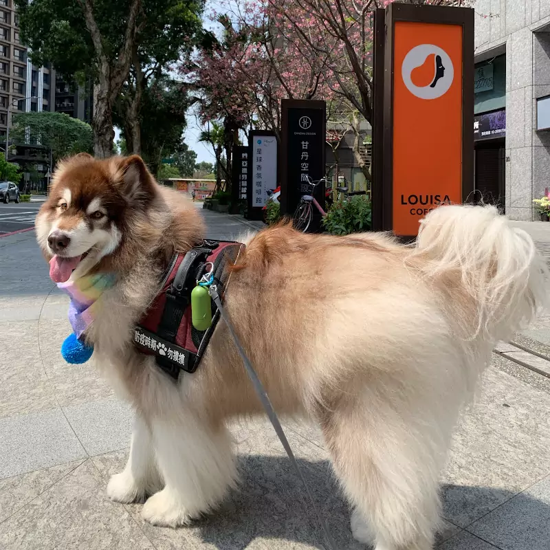Harper 哈潑 Alaskanmalamute