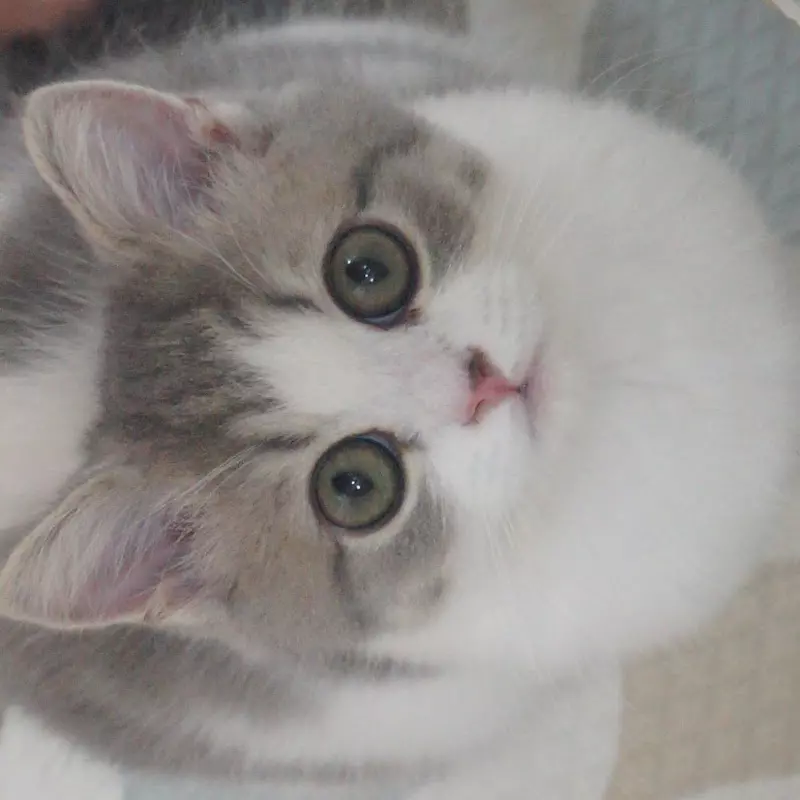 쿠키의 하루COOKIE'S DAY