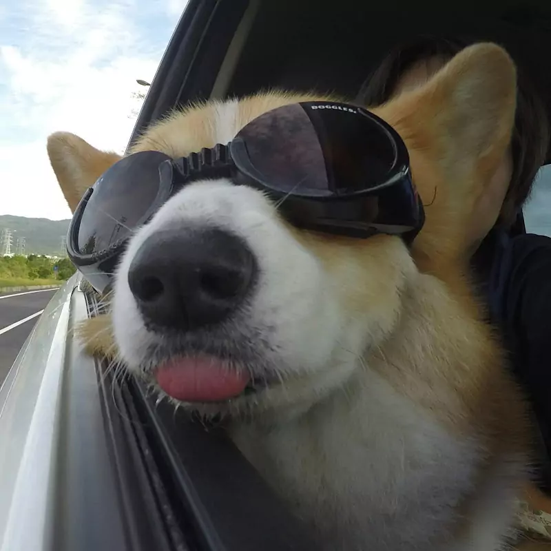 胖TV 胖胖成長日記